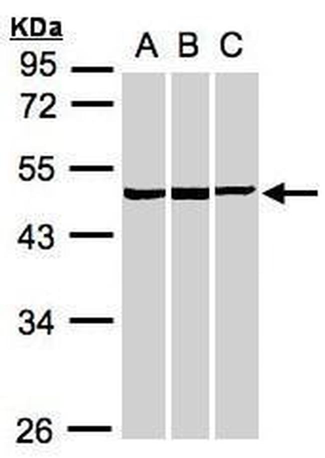 BZW2 Antibody in Western Blot (WB)