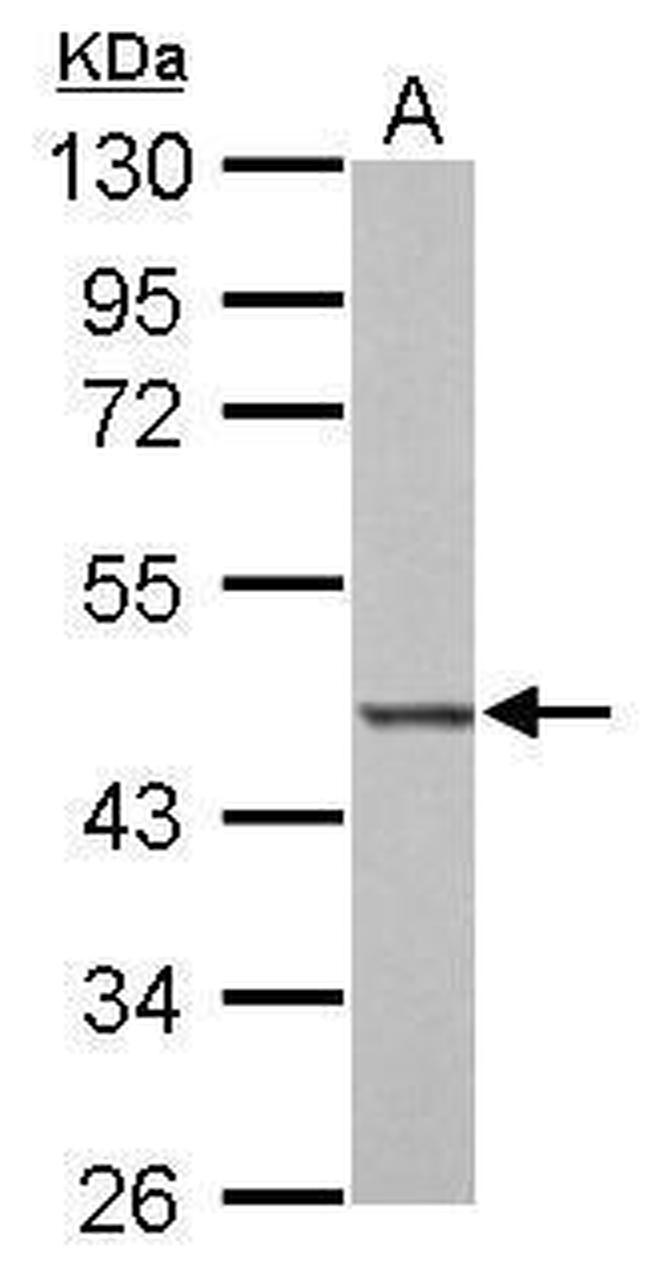 BZW2 Antibody in Western Blot (WB)