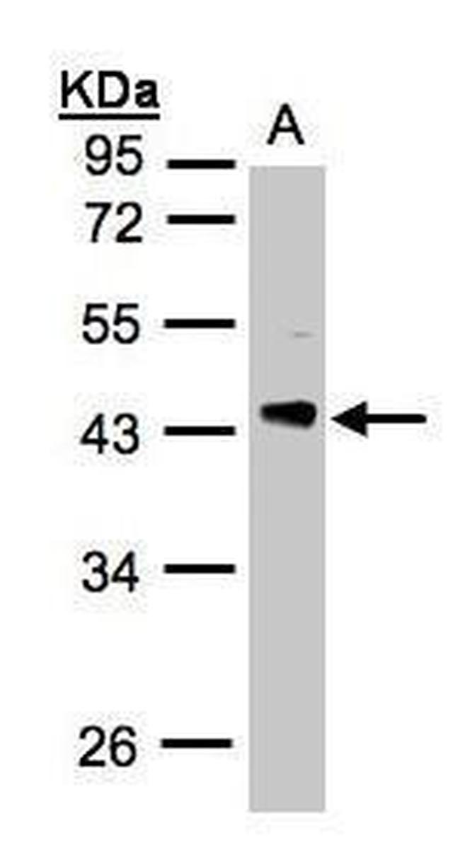 PHLP Antibody in Western Blot (WB)