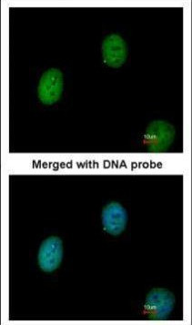 C1orf165 Antibody in Immunocytochemistry (ICC/IF)