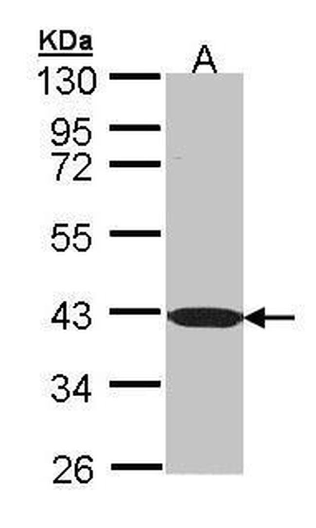 C1orf165 Antibody in Western Blot (WB)