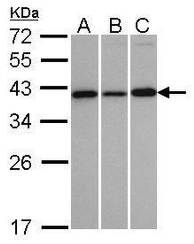 VTA1 Antibody in Western Blot (WB)