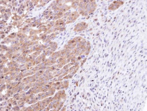 STK25 Antibody in Immunohistochemistry (Paraffin) (IHC (P))