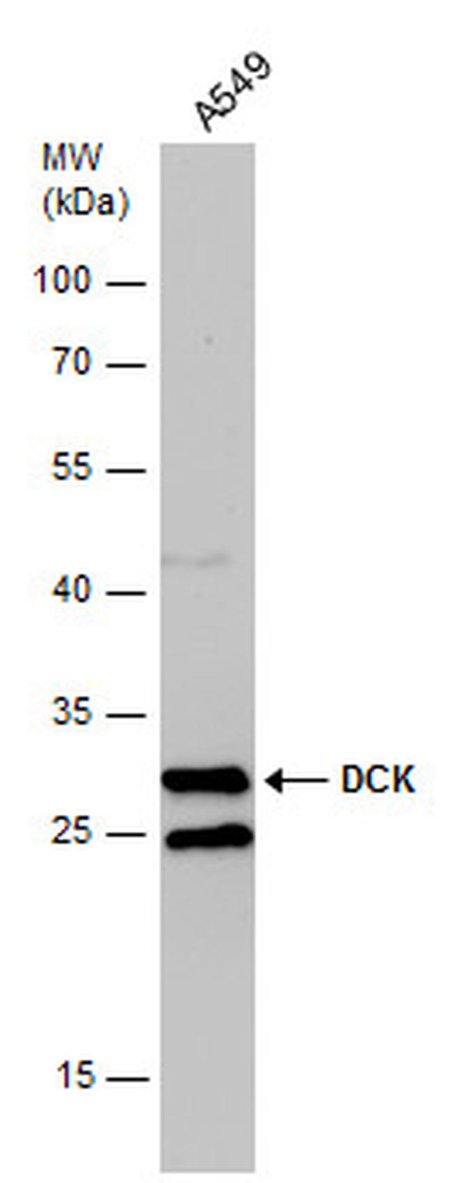 DCK Antibody in Western Blot (WB)