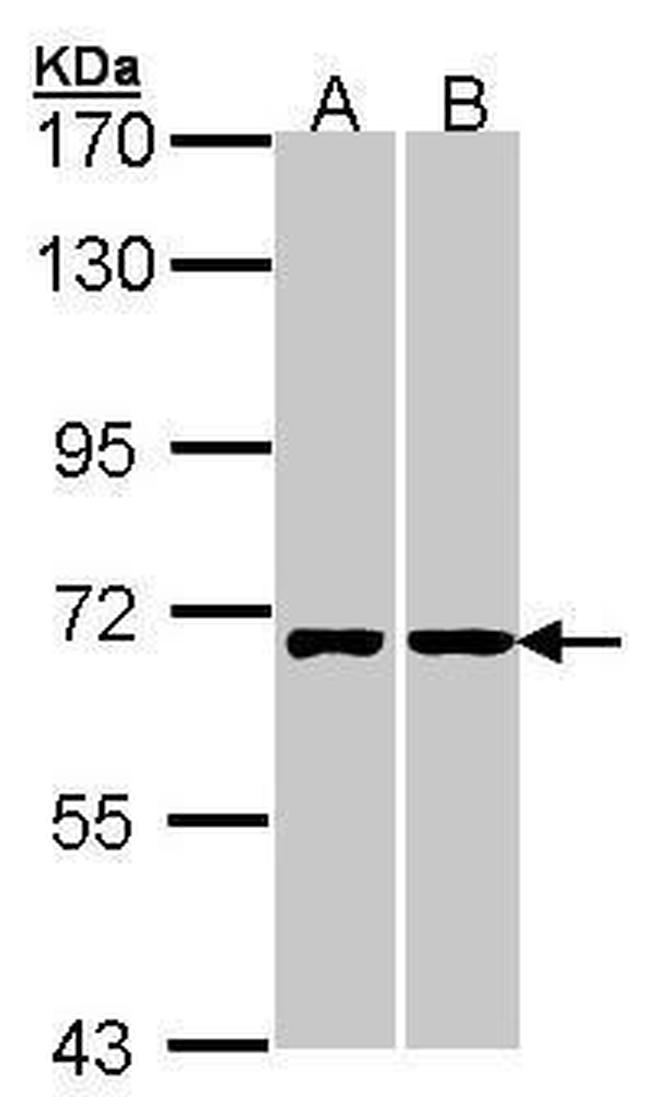 RIC8A Antibody in Western Blot (WB)