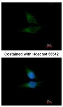 ORP1 Antibody in Immunocytochemistry (ICC/IF)