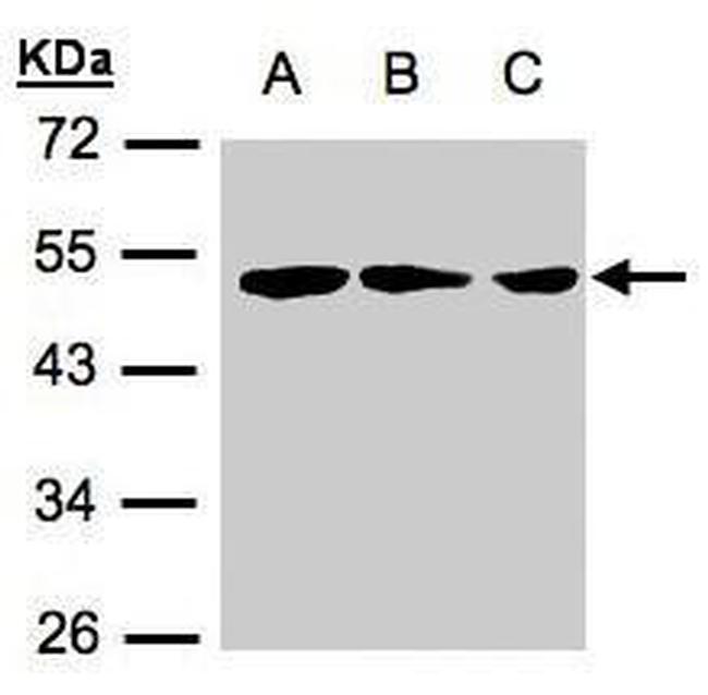 ZMYND10 Antibody in Western Blot (WB)