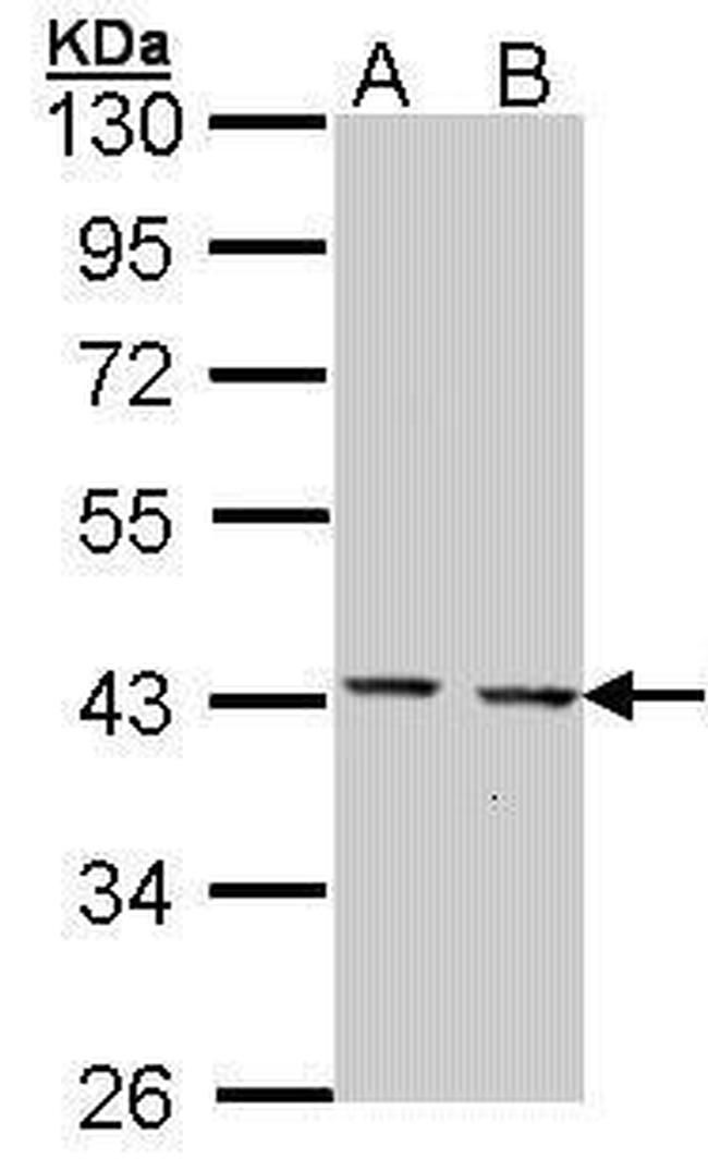 GULP1 Antibody in Western Blot (WB)