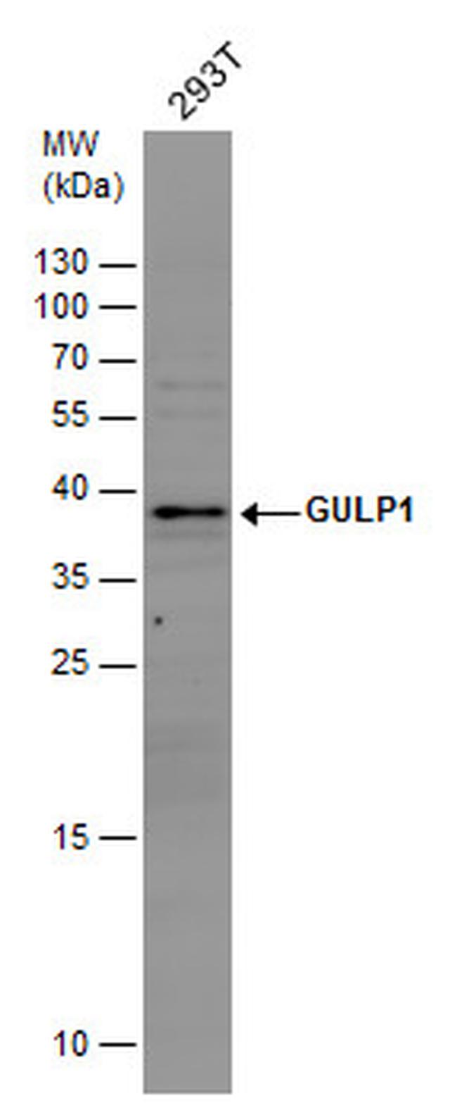 GULP1 Antibody in Western Blot (WB)