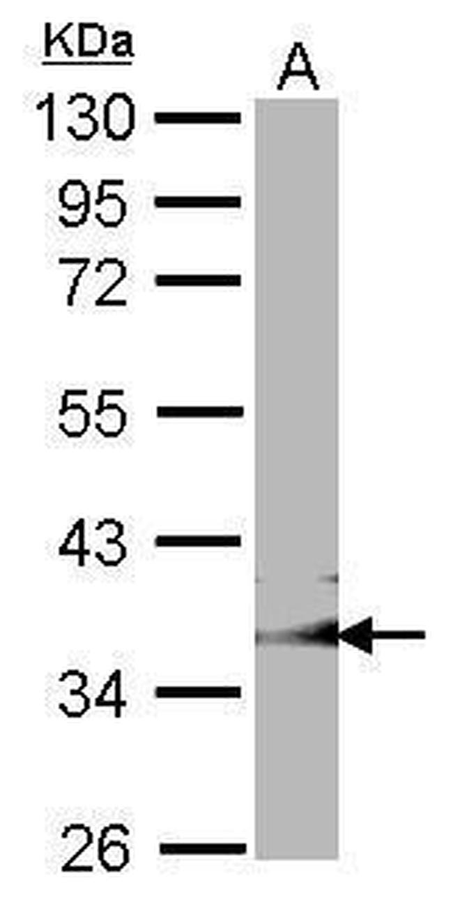 GULP1 Antibody in Western Blot (WB)