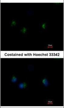 MST4 Antibody in Immunocytochemistry (ICC/IF)