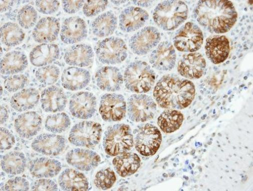 MST4 Antibody in Immunohistochemistry (Paraffin) (IHC (P))