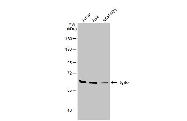 DYRK3 Antibody in Western Blot (WB)