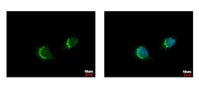 ETEA Antibody in Immunocytochemistry (ICC/IF)