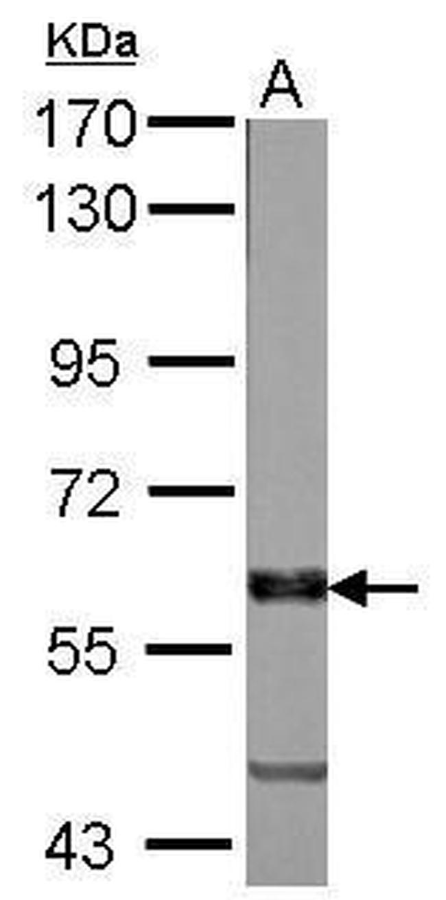 VAM1 Antibody in Western Blot (WB)