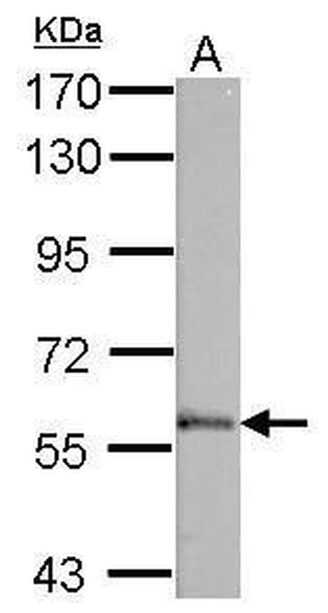 VAM1 Antibody in Western Blot (WB)