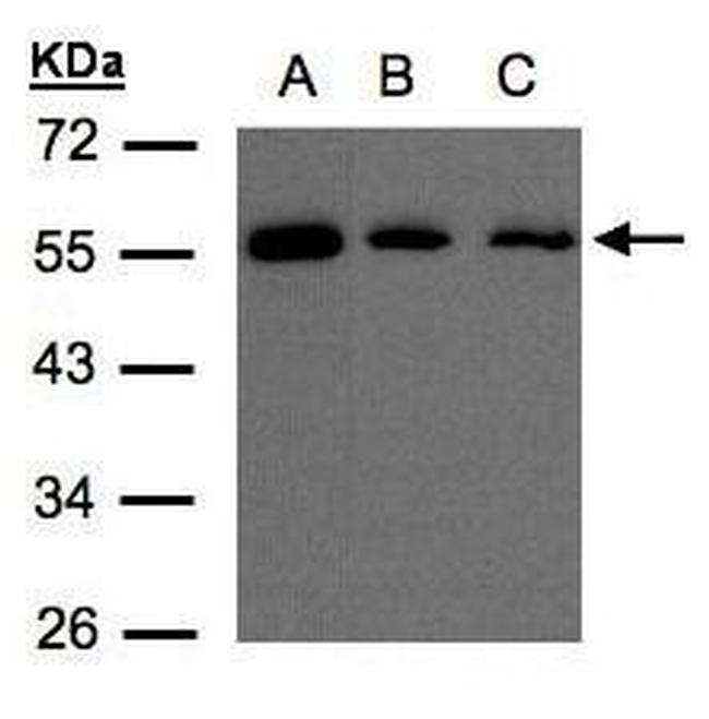 ORP2 Antibody in Western Blot (WB)