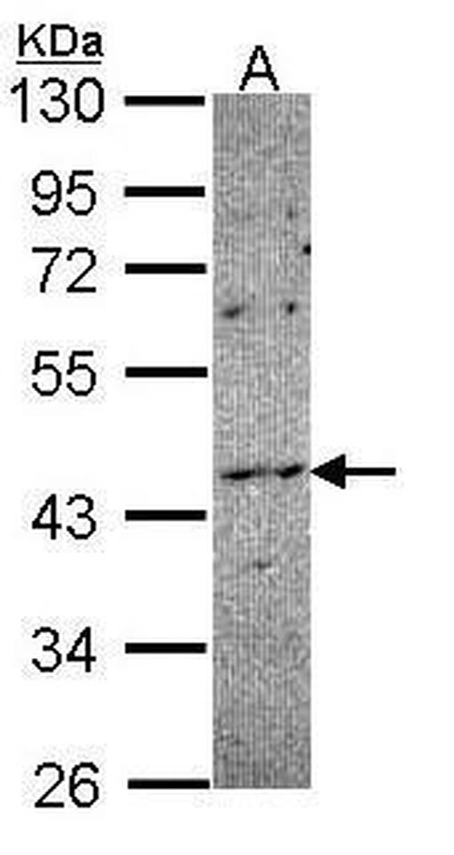 NOXO1 Antibody in Western Blot (WB)