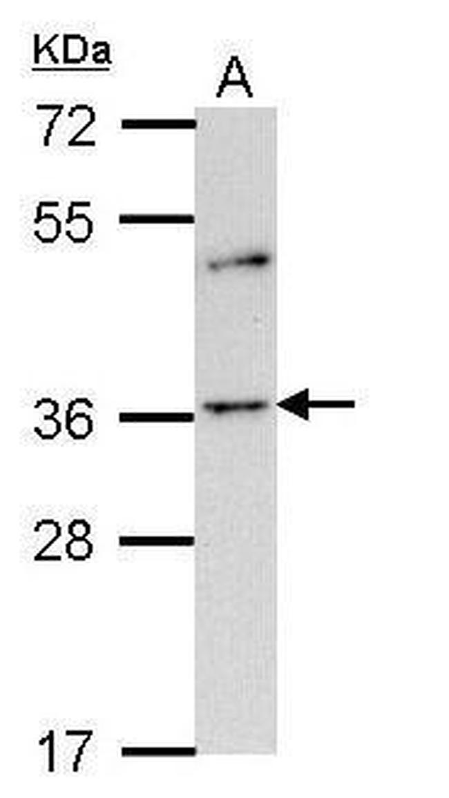 OR2A4 Antibody in Western Blot (WB)