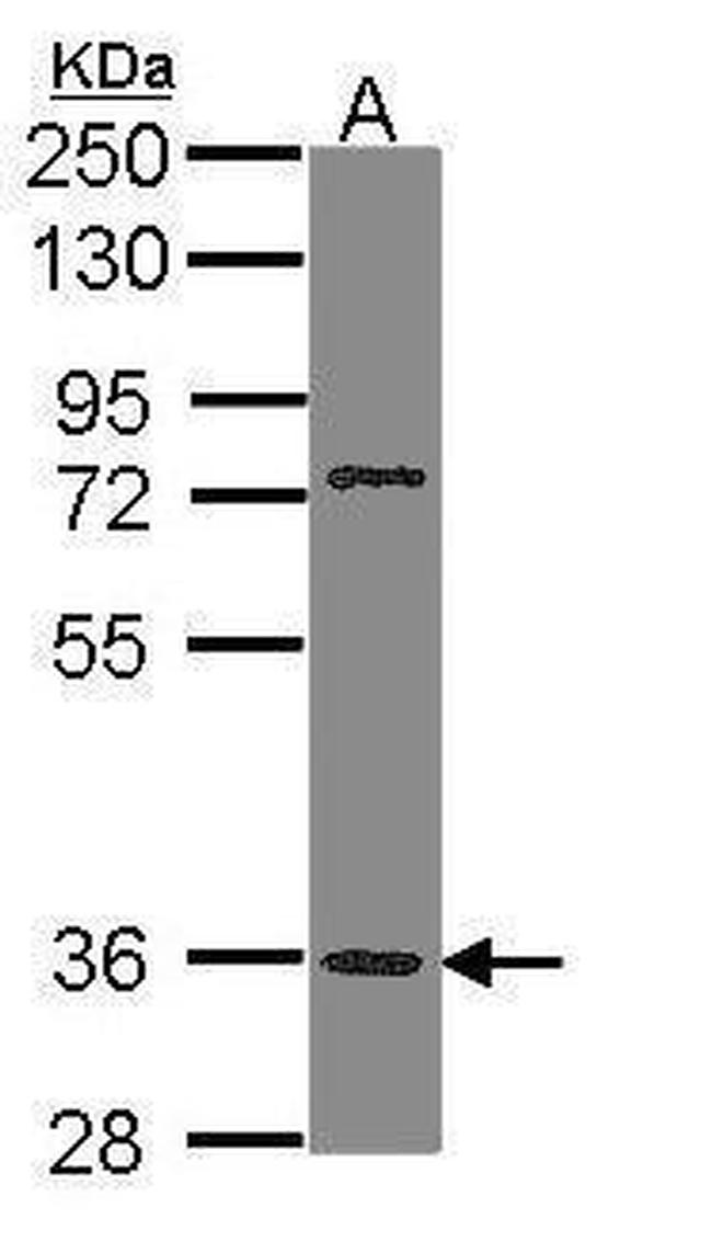 TAAR5 Antibody in Western Blot (WB)