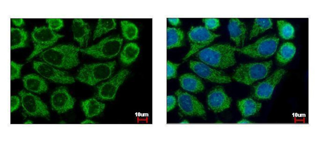 COX6B1 Antibody in Immunocytochemistry (ICC/IF)