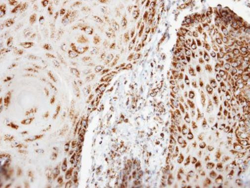 COX6B1 Antibody in Immunohistochemistry (Paraffin) (IHC (P))