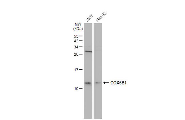 COX6B1 Antibody in Western Blot (WB)