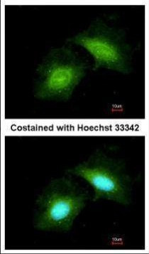 GADD45G Antibody in Immunocytochemistry (ICC/IF)