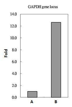 Histone H2A.Z Antibody in ChIP Assay (ChIP)