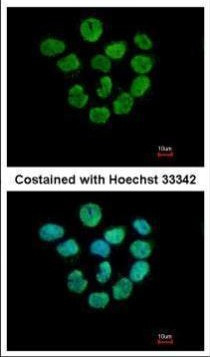 Histone H2A.Z Antibody in Immunocytochemistry (ICC/IF)