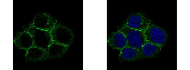 Caveolin 2 Antibody in Immunocytochemistry (ICC/IF)