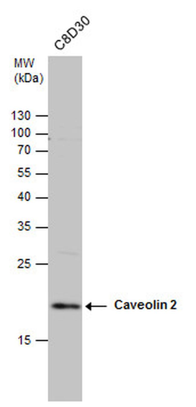 Caveolin 2 Antibody in Western Blot (WB)