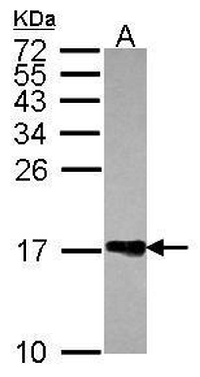 Histone H2A.Z Antibody in Western Blot (WB)