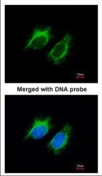 Activin A Antibody in Immunocytochemistry (ICC/IF)