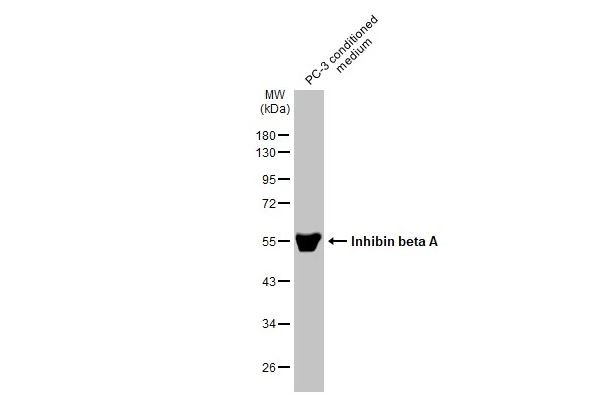 Activin A Antibody in Western Blot (WB)