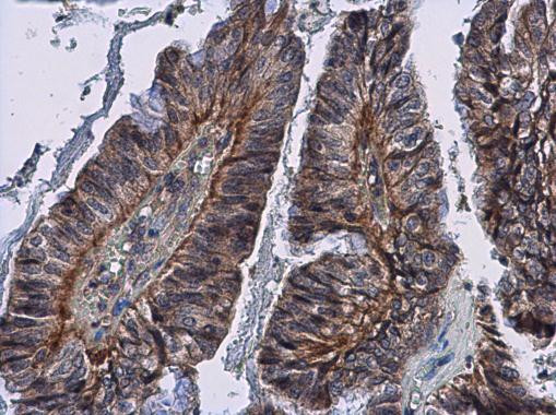 IL24 Antibody in Immunohistochemistry (Paraffin) (IHC (P))