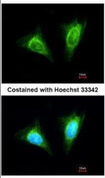 NKG2A Antibody in Immunocytochemistry (ICC/IF)