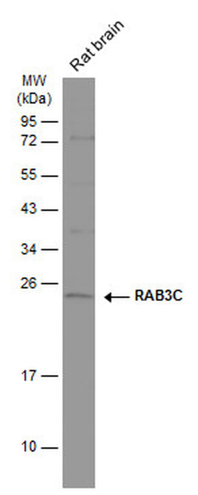 RAB3C Antibody in Western Blot (WB)