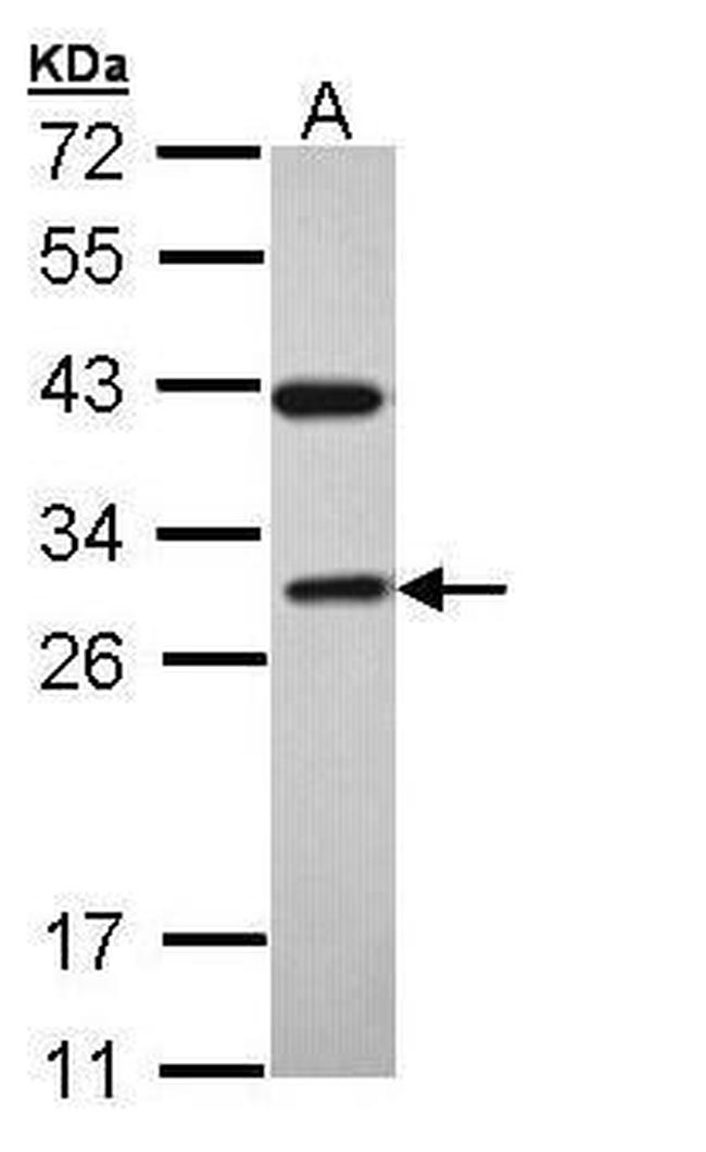 RAB3C Antibody in Western Blot (WB)