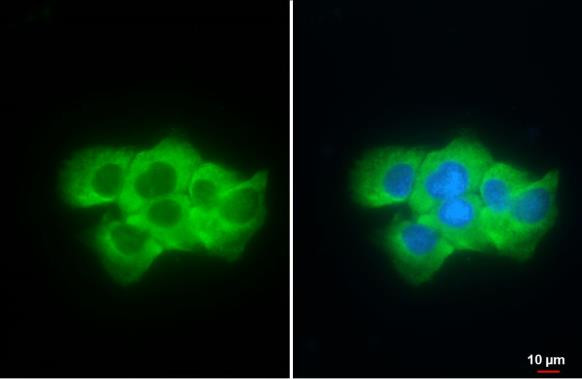 Fibrinogen gamma Antibody in Immunocytochemistry (ICC/IF)