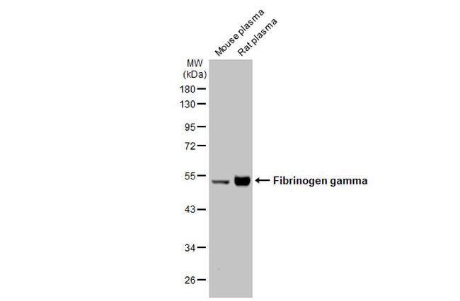 Fibrinogen gamma Antibody in Western Blot (WB)