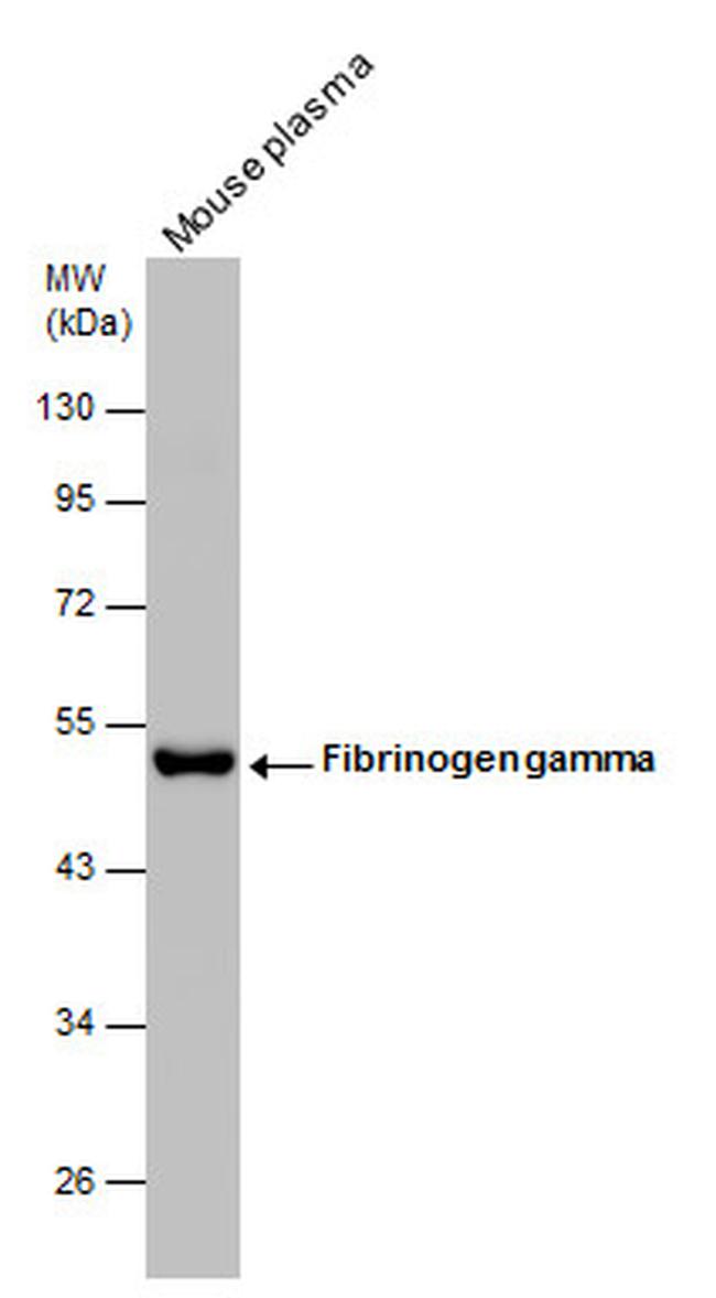 Fibrinogen gamma Antibody in Western Blot (WB)