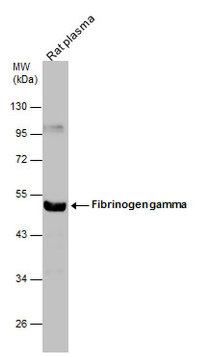 Fibrinogen gamma Antibody in Western Blot (WB)