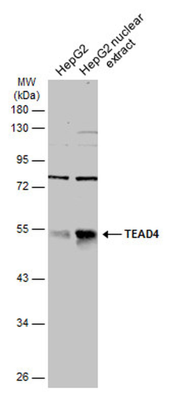 TEAD4 Antibody in Western Blot (WB)