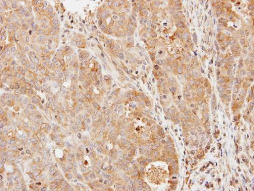 PDE9A Antibody in Immunohistochemistry (Paraffin) (IHC (P))