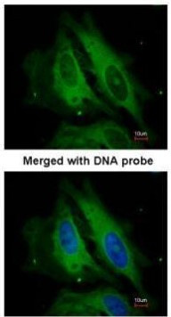 NOD1 Antibody in Immunocytochemistry (ICC/IF)