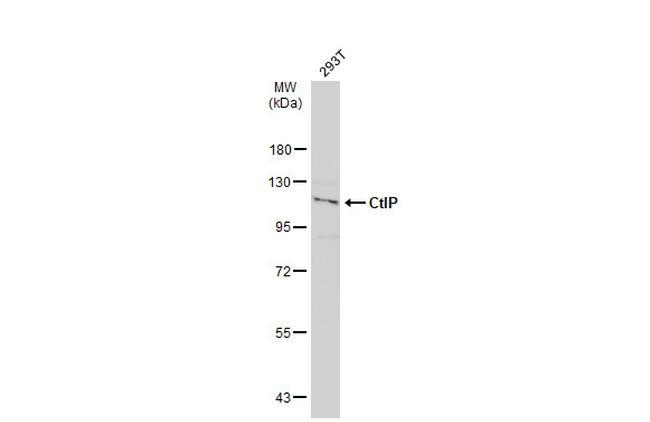 CtIP Antibody in Western Blot (WB)