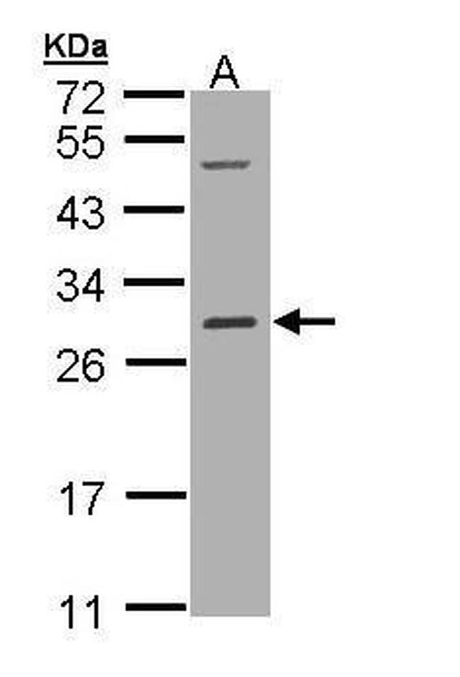 RALB Antibody in Western Blot (WB)