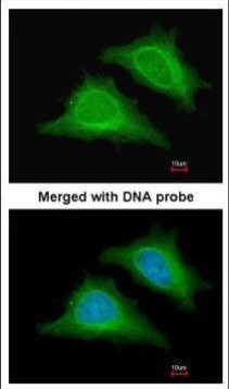 AMPK gamma-2 Antibody in Immunocytochemistry (ICC/IF)