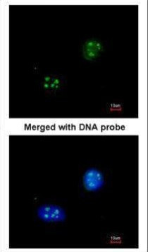 NHP2L1 Antibody in Immunocytochemistry (ICC/IF)